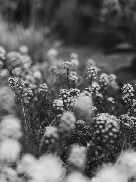 San Diego Botanical Gardens